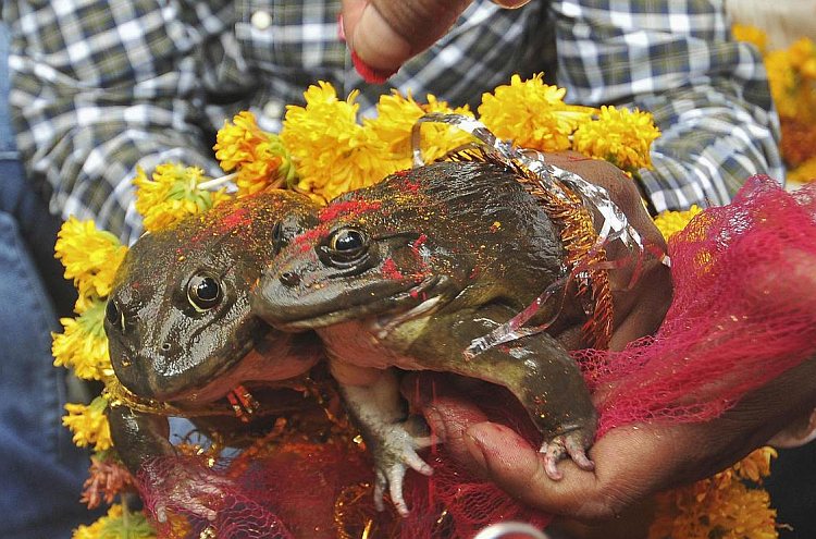 India, Frogs & Marriage